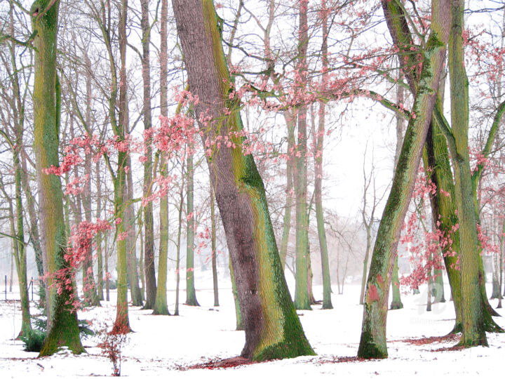 Fotografie mit dem Titel "Drzewa w parku" von Katarzyna Dziemidowicz, Original-Kunstwerk, Digitale Fotografie