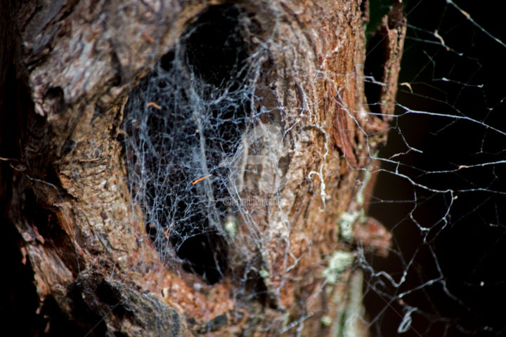 Photographie intitulée "Spider net" par Kate Mendoza, Œuvre d'art originale