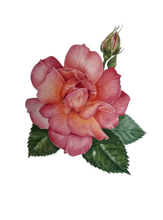 Painting titled "Rose" by Katerina Slastin, Original Artwork, Watercolor