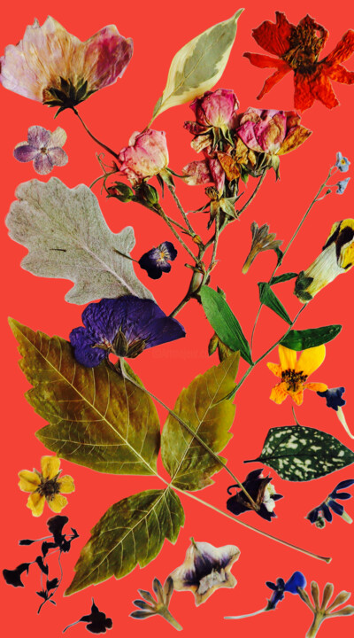 Arts numériques intitulée "Pressed flower coll…" par Kathi Halickman, Œuvre d'art originale, Photo montage