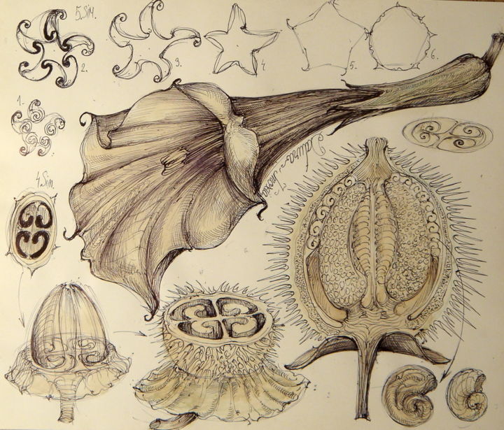 Disegno intitolato "6-planta-natural-mi…" da Gabriel Kelemen, Opera d'arte originale, Biro