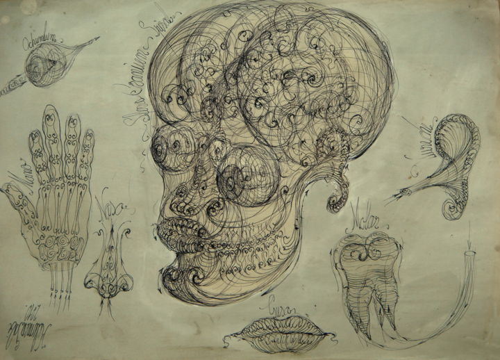 Drawing titled "26-human-craniu-och…" by Gabriel Kelemen, Original Artwork