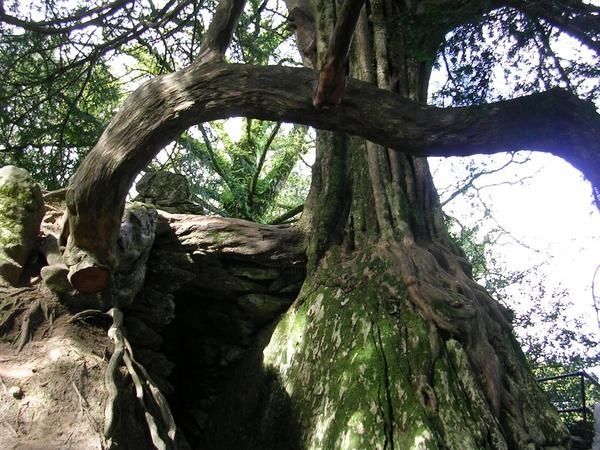 Photography titled "Blarney Yew Tree" by Nick Kelleher, Original Artwork
