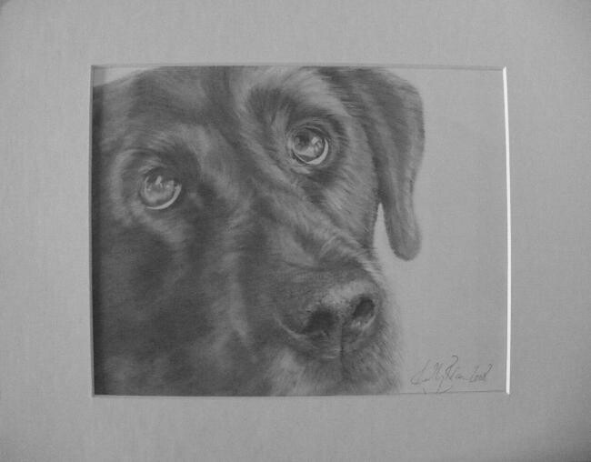 Drawing titled "Black lab" by Kelly Brown, Original Artwork