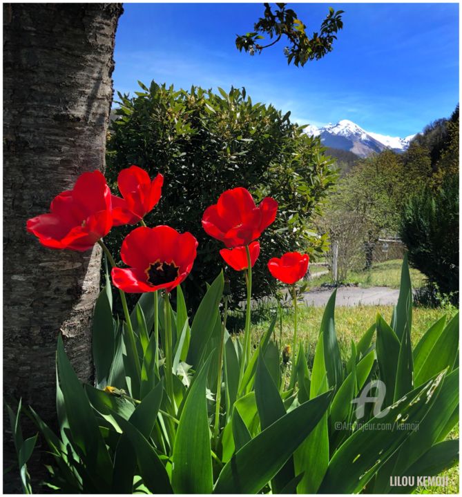 Photographie intitulée "Les tulipes en terr…" par Lilou Sauvegrain (Kemoji), Œuvre d'art originale