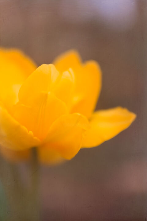 Photography titled "Tulip" by Ken Gehring, Original Artwork, Digital Photography