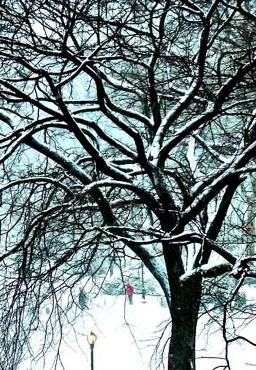 Fotografie mit dem Titel "Snow on a Tree 1" von Ken Lerner, Original-Kunstwerk, Digitale Fotografie