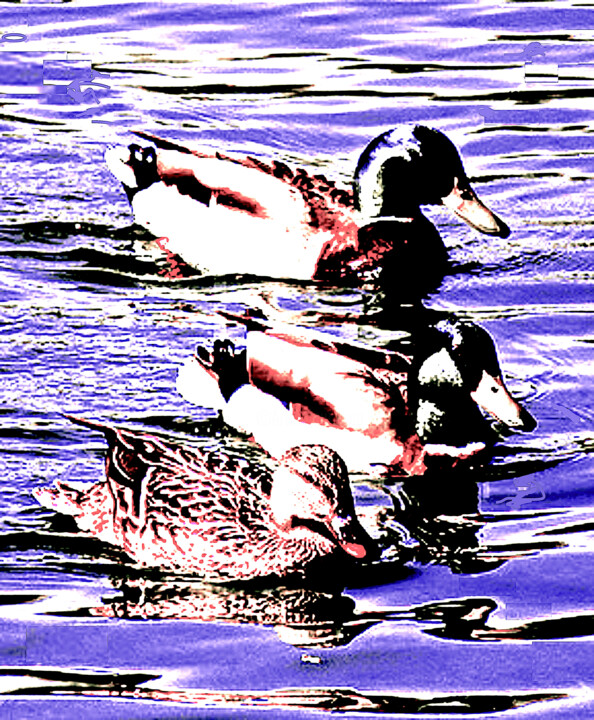 Photography titled "Ducks 100f" by Ken Lerner, Original Artwork, Digital Photography