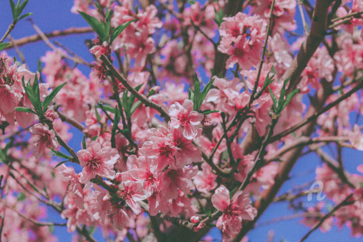 Φωτογραφία με τίτλο "Cherry Blossom" από Kerem Bozdogan, Αυθεντικά έργα τέχνης, Ψηφιακή φωτογραφία