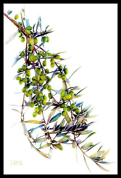 Arte digital titulada "Branche d'olivier" por L Kerval, Obra de arte original, Pintura Digital