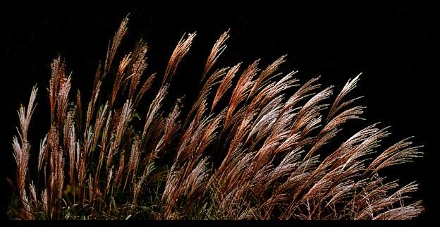 Arts numériques intitulée "Herbes au vent" par L Kerval, Œuvre d'art originale