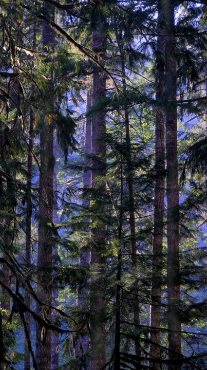 Photography titled "Olympic Forest Grove" by Kevin Felts, Original Artwork, Digital Photography