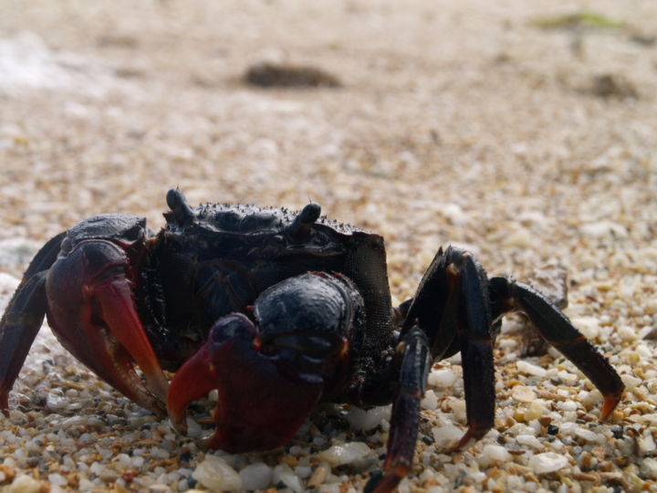 Photographie intitulée "Le Crabe" par K.W., Œuvre d'art originale, Photographie numérique