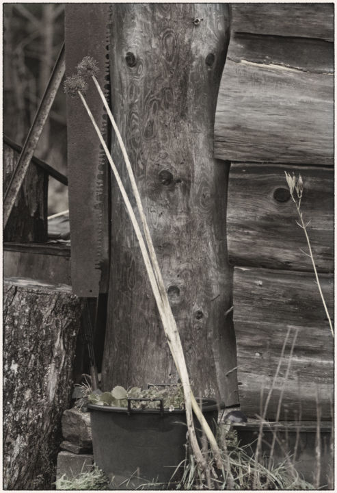 Photography titled "bucksawn-onions-web…" by Kevin W Beer, Original Art,