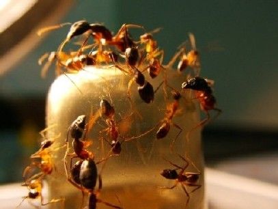 Photographie intitulée "Ants labotory" par Kevin.R, Œuvre d'art originale