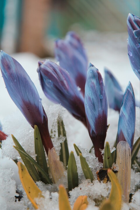 Photography titled "Crocuses in the sno…" by Kh_yaguar, Original Artwork, Digital Photography