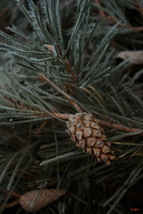 Фотография под названием "Spruce Branch" - Kh_yaguar, Подлинное произведение искусства, Пленочная фотография