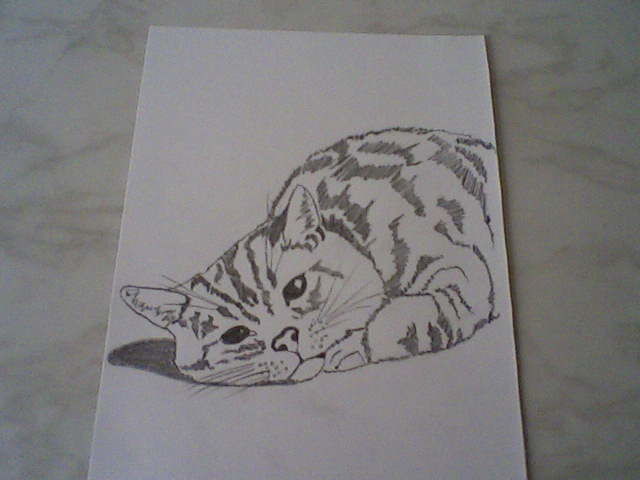 Portrait Chat Tigre Au Crayon N 237 Drawing By Kimilee Artmajeur