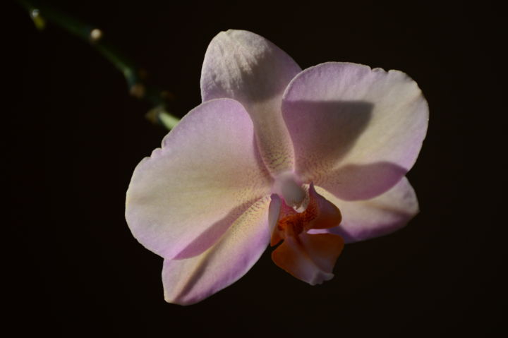 Photography titled "Orchid Study #1" by Llewellyn Berry, Original Artwork