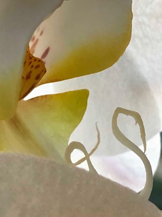 Photography titled "Orchid Fantasy 2" by Llewellyn Berry, Original Artwork