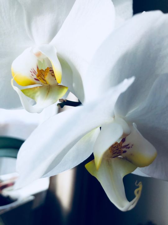 Fotografia zatytułowany „Orchid Fantasy 4” autorstwa Llewellyn Berry, Oryginalna praca