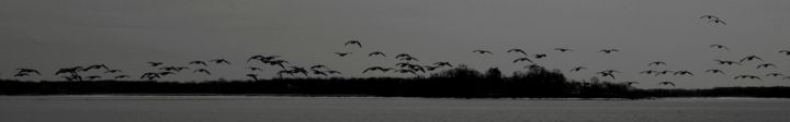 Fotografia zatytułowany „Geese on the Horizo…” autorstwa Llewellyn Berry, Oryginalna praca, Fotografia cyfrowa