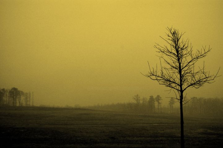 "A Tree Overlooking…" başlıklı Fotoğraf Llewellyn Berry tarafından, Orijinal sanat, Dijital Fotoğrafçılık