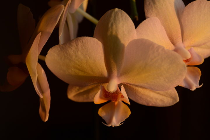 Fotografia intitolato "Late Day Orchid Stu…" da Llewellyn Berry, Opera d'arte originale