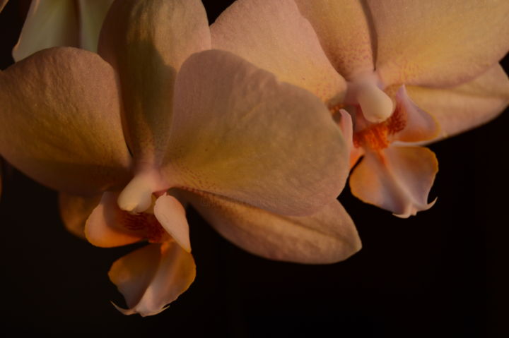 Fotografía titulada "Late Day Orchid Stu…" por Llewellyn Berry, Obra de arte original