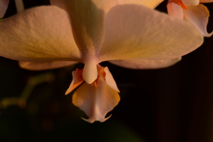 Photography titled "Late Day Orchid Stu…" by Llewellyn Berry, Original Artwork