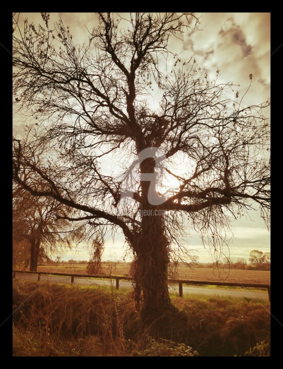 Photography titled "Bare tree" by Kind Angel, Original Artwork, Digital Photography