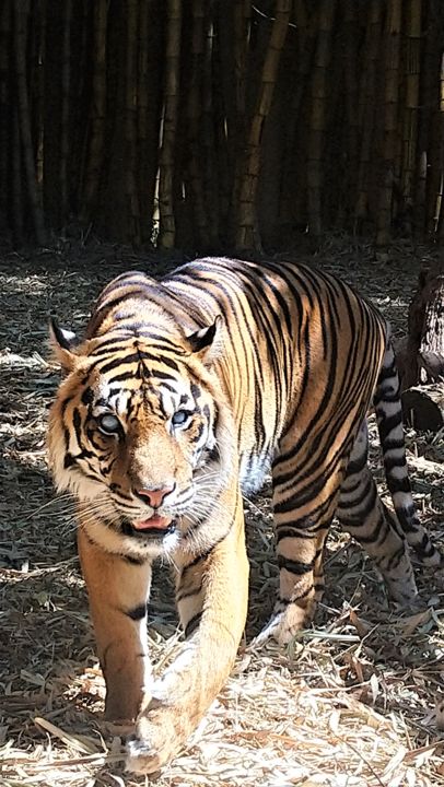 Fotografia zatytułowany „the eye of the tiger” autorstwa Christine Pons, Oryginalna praca, Fotografia cyfrowa