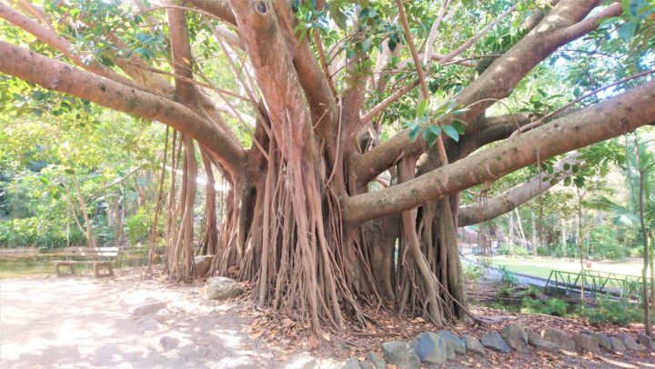 「à branches ouvertes」というタイトルの写真撮影 Christine Ponsによって, オリジナルのアートワーク, デジタル