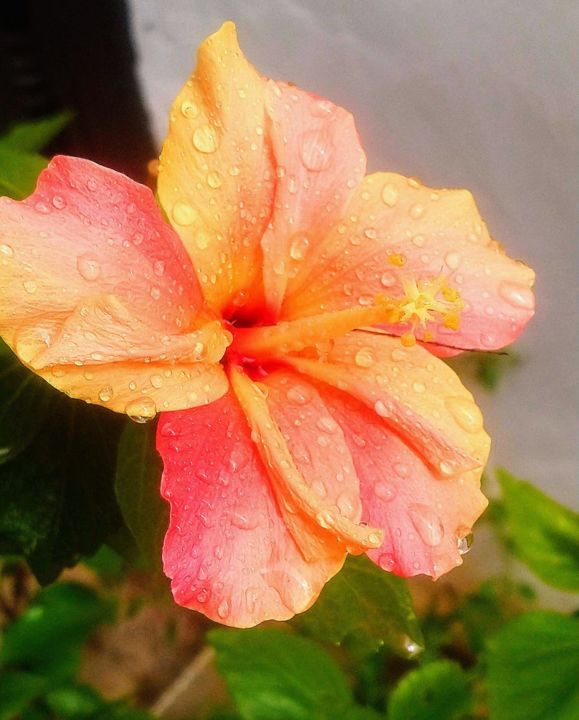 Fotografia zatytułowany „après la pluie” autorstwa Christine Pons, Oryginalna praca, Fotografia cyfrowa