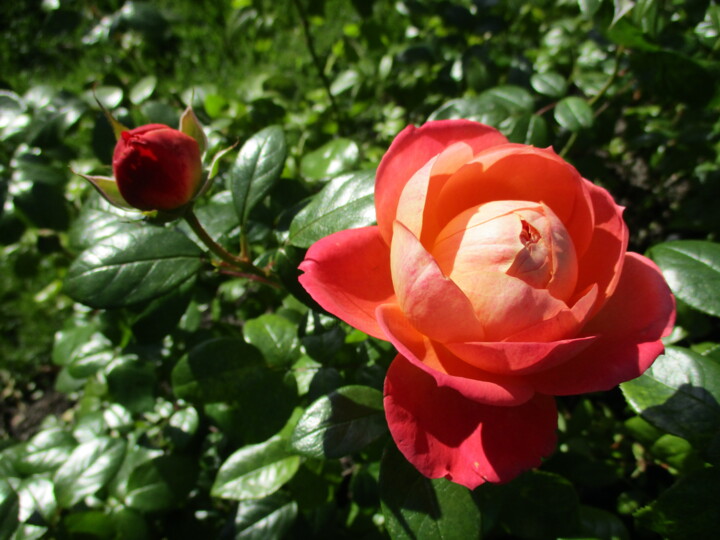 Fotografie getiteld "Red Rose" door Kirsti Harmaja, Origineel Kunstwerk, Digitale fotografie