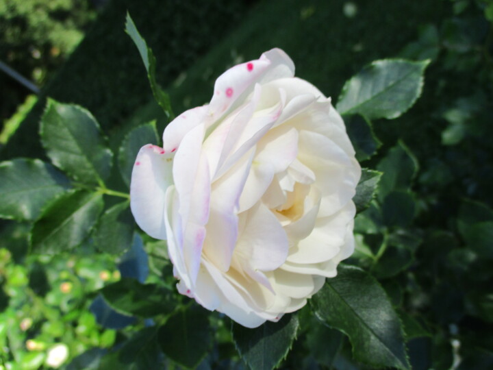 Fotografie getiteld "White Rose" door Kirsti Harmaja, Origineel Kunstwerk, Digitale fotografie