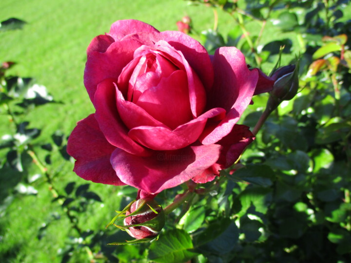 Fotografie getiteld "Big Red Rose" door Kirsti Harmaja, Origineel Kunstwerk, Digitale fotografie