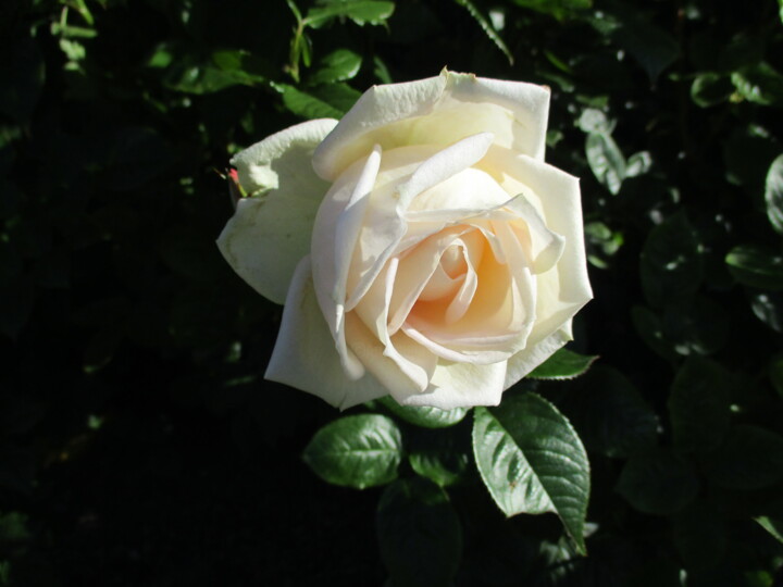 Fotografie getiteld "Light Pink Rose" door Kirsti Harmaja, Origineel Kunstwerk, Digitale fotografie