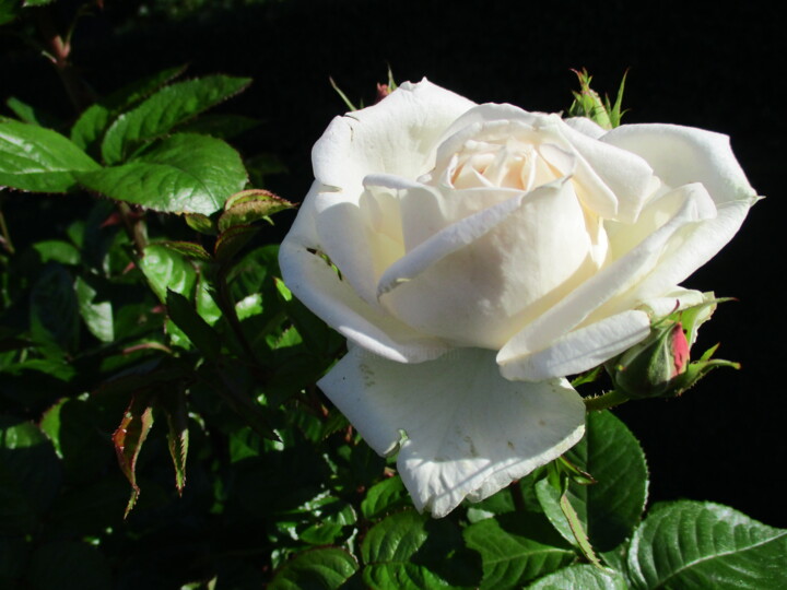 Fotografie getiteld "White Rose and Buds" door Kirsti Harmaja, Origineel Kunstwerk, Digitale fotografie