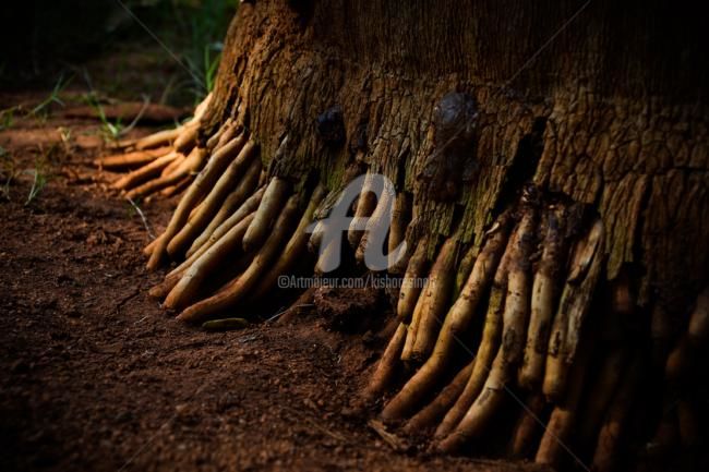 摄影 标题为“Root” 由Kishore Singh, 原创艺术品