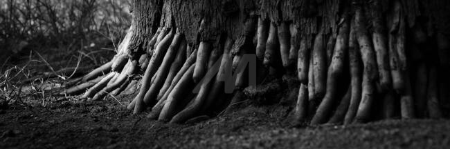 Photography titled "Root01" by Kishore Singh, Original Art,