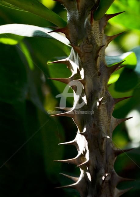 Photography titled "euphorbia milii-30" by Kishore Singh, Original Artwork