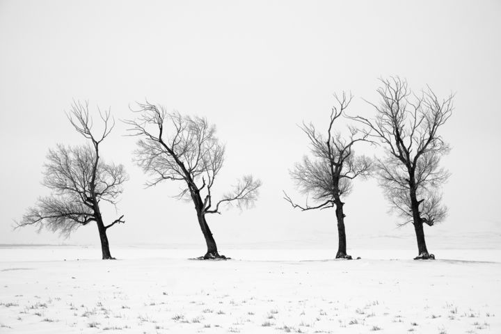 Fotografie getiteld "Four Trees" door Dmitriy Kochergin, Origineel Kunstwerk, Digitale fotografie