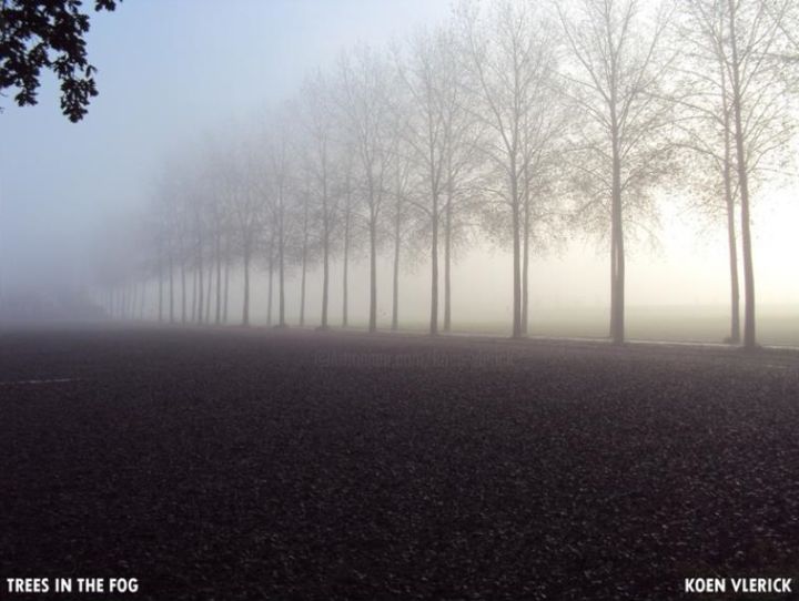 Photographie intitulée "TREES IN THE FOG" par Koen Vlerick, Œuvre d'art originale,