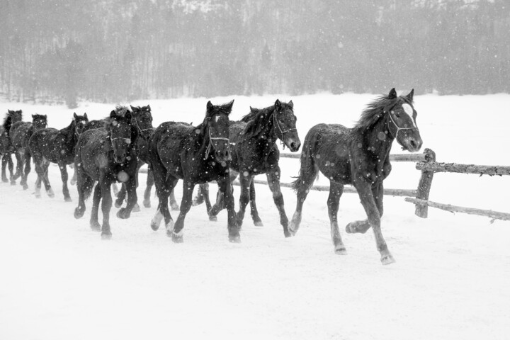 "Winter gallop No.2" başlıklı Fotoğraf Marek Kopnicky tarafından, Orijinal sanat, Dijital Fotoğrafçılık