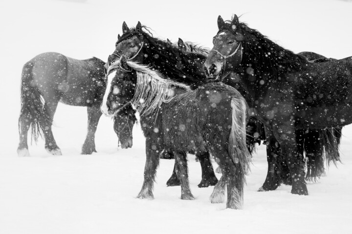 Photographie intitulée "Horses during snowf…" par Marek Kopnicky, Œuvre d'art originale, Photographie numérique