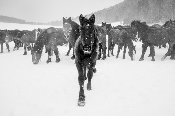 Fotografía titulada "Leader of the herd" por Marek Kopnicky, Obra de arte original, Fotografía digital