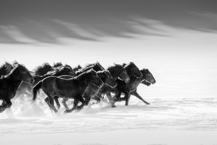 Photography titled "Winter gallop No.5" by Marek Kopnicky, Original Artwork, Digital Photography