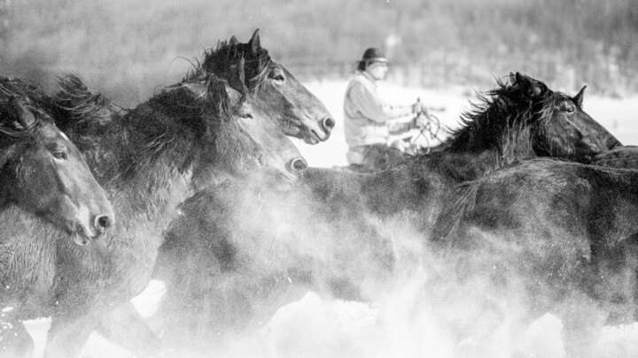 Photography titled "Winter gallop No.6" by Marek Kopnicky, Original Artwork, Digital Photography