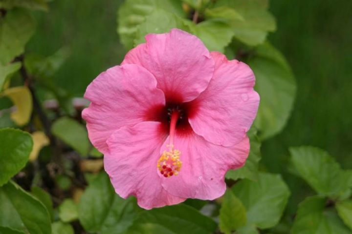 Fotografía titulada "Hibiscus" por Jonathan Cole, Obra de arte original